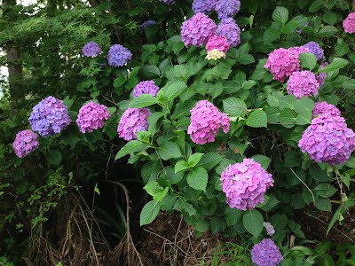 Ajisai (紫陽花) or hydrangeas that grow wild in the forests of Japan