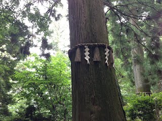 decorated “Japanese Cedar” (sugi 杉)